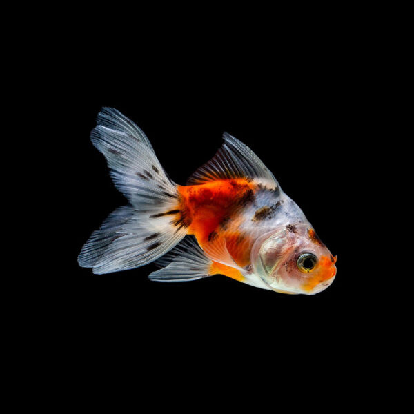 Bailarina Calico
