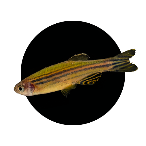 Danios