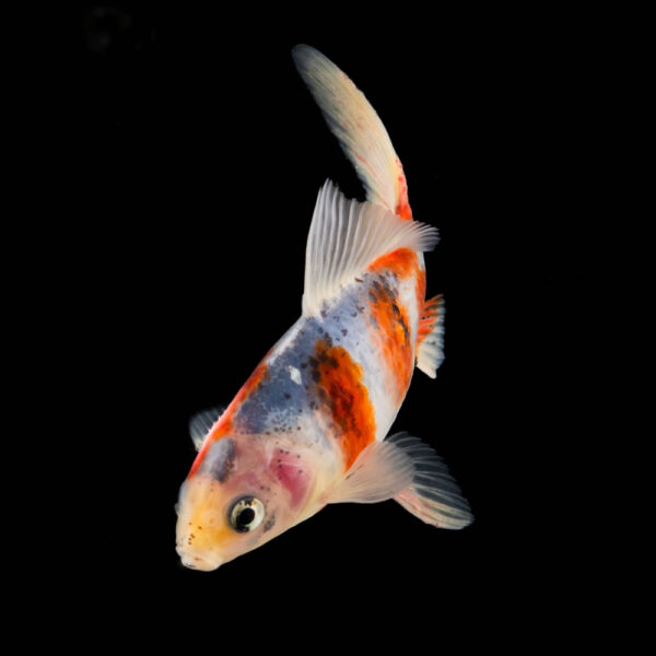 Goldfish Jumbos Variados - Image 2