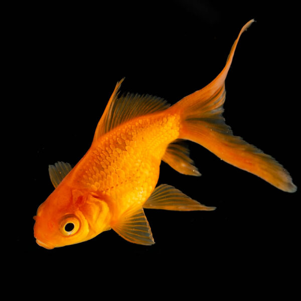 Goldfish Jumbos Variados - Image 3