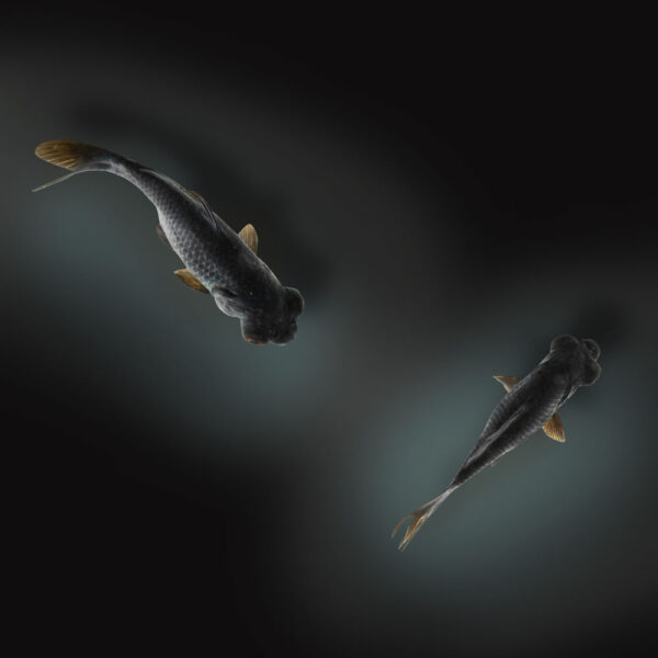 Goldfish Jumbos Variados - Image 4