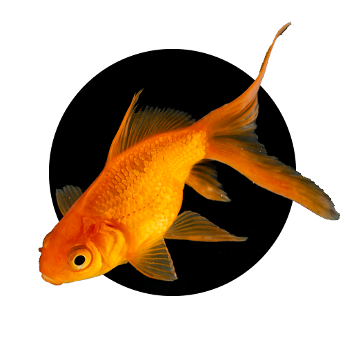 Goldfish