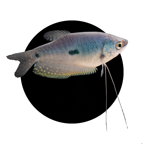 Gouramis