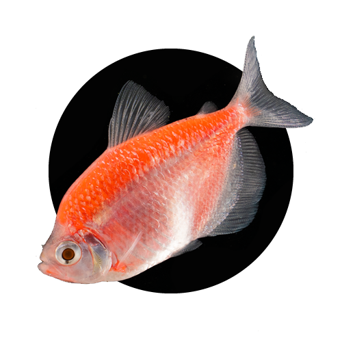 Tetras