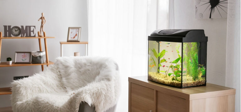 beneficios-acuario-en-casa beneficios-acuario-en-casa