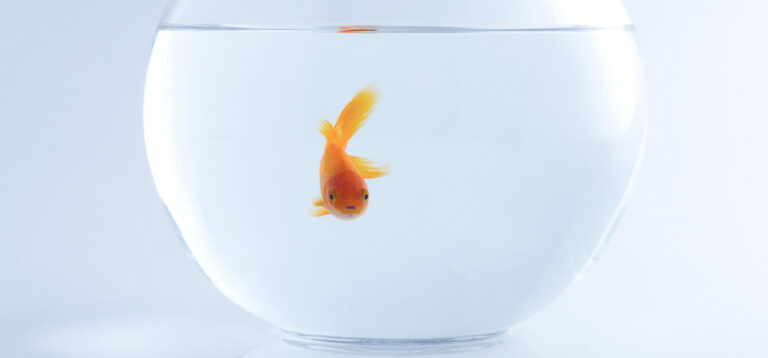 comportamientos-inusuales-peces comportamientos-inusuales-peces