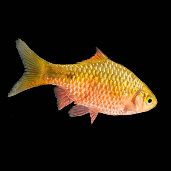 Barbus Rossi
