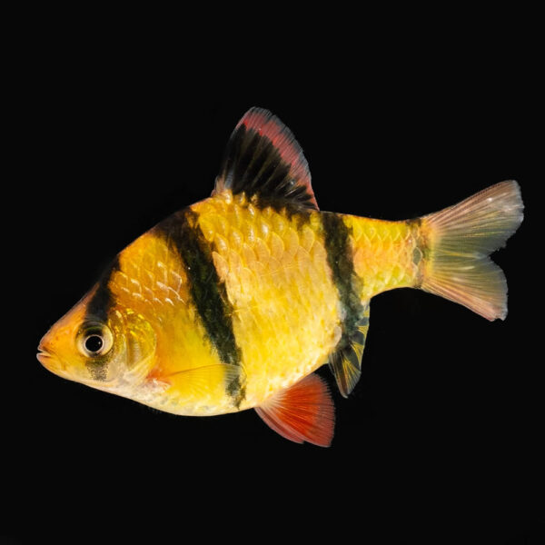 Barbus Sumatranus