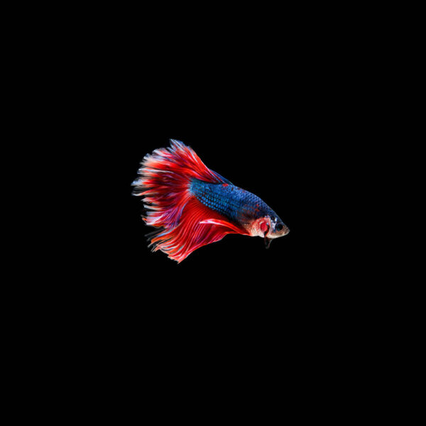 Beta Macho - Image 2