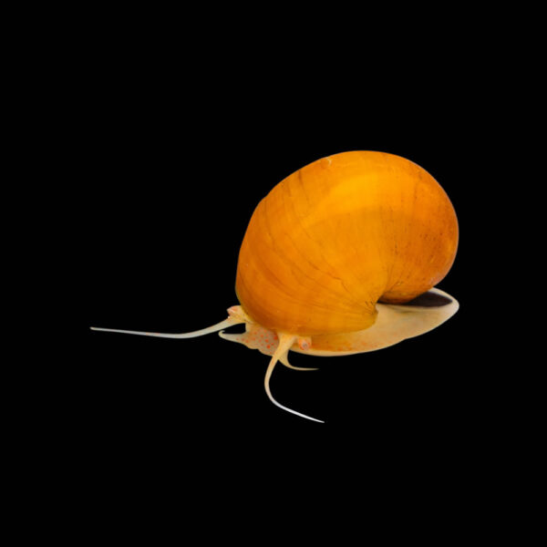 Caracoles