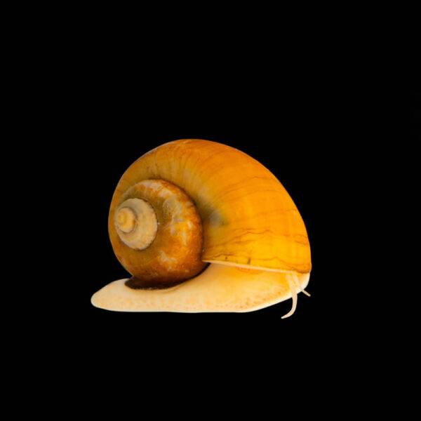 Caracoles - Image 2