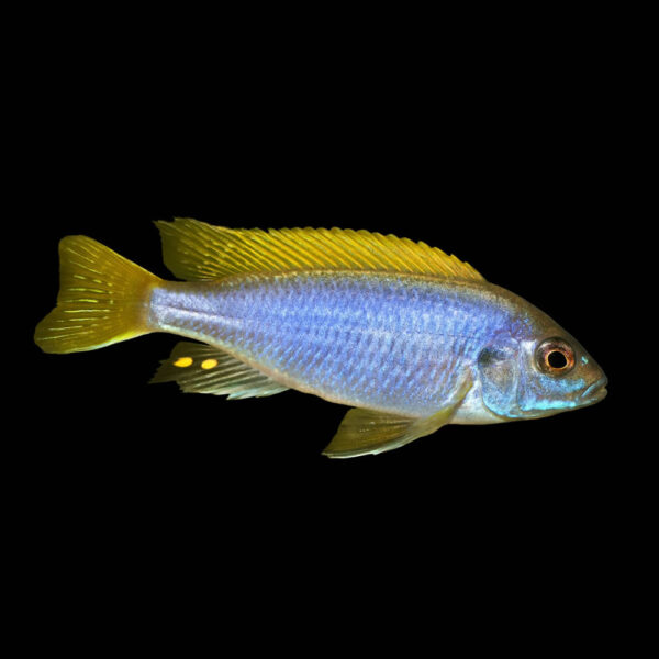 Ciclido Acei