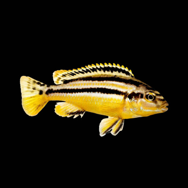 Ciclido Auratus