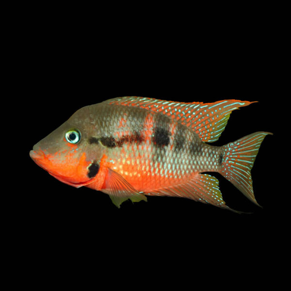 Ciclido Boca de Fuego