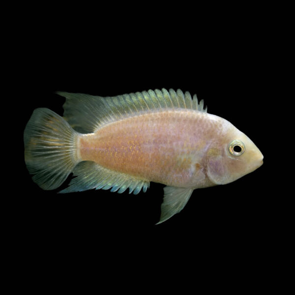 Ciclido Convicto Albino