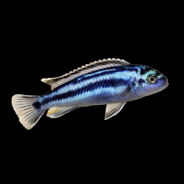 Ciclido Johani
