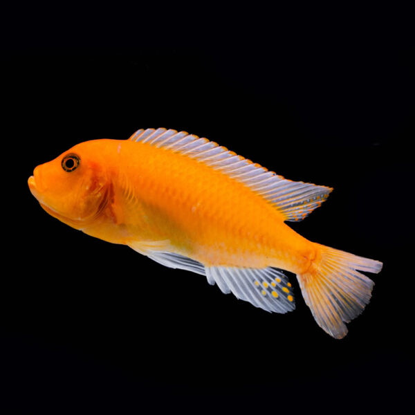 Ciclido Mandarina