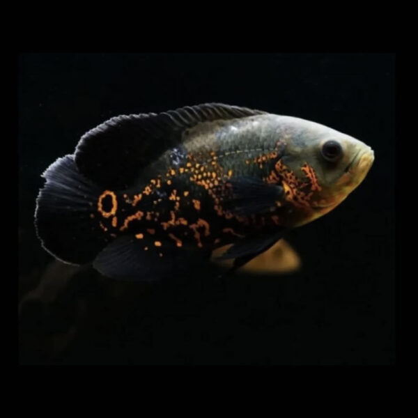 Ciclido Oscar Tigre