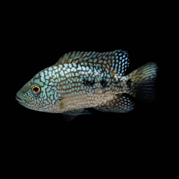 Ciclido Texano