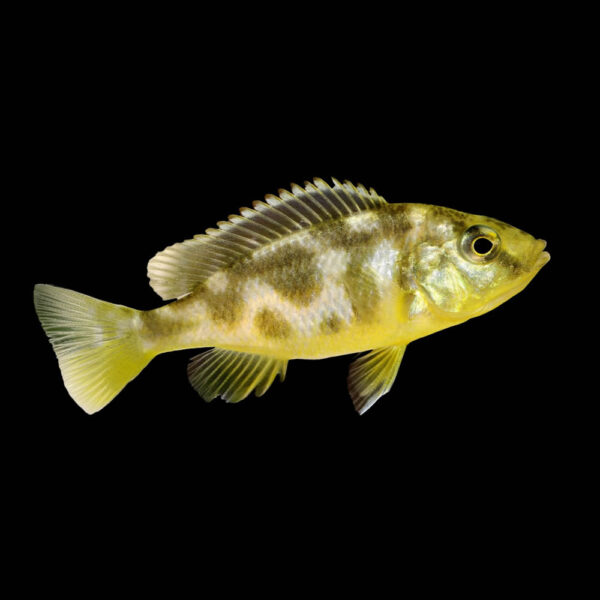 Ciclido Venostus
