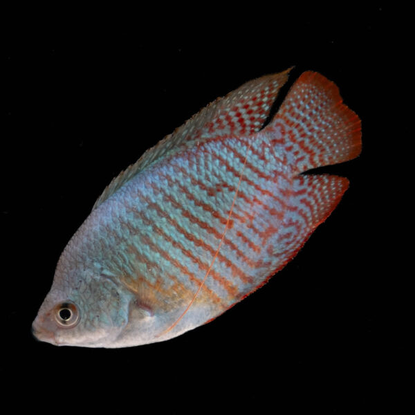 Colisa Azul