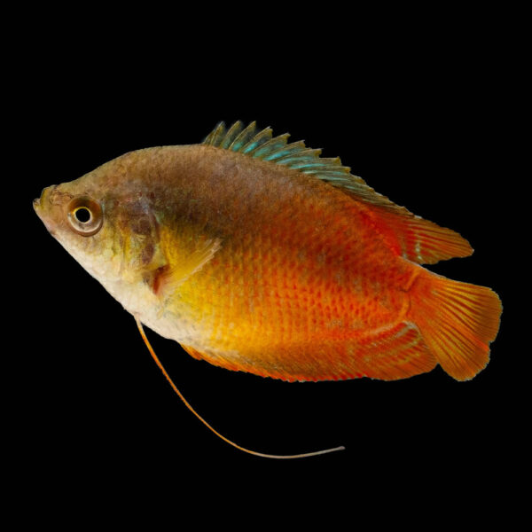 Colisa Fuego