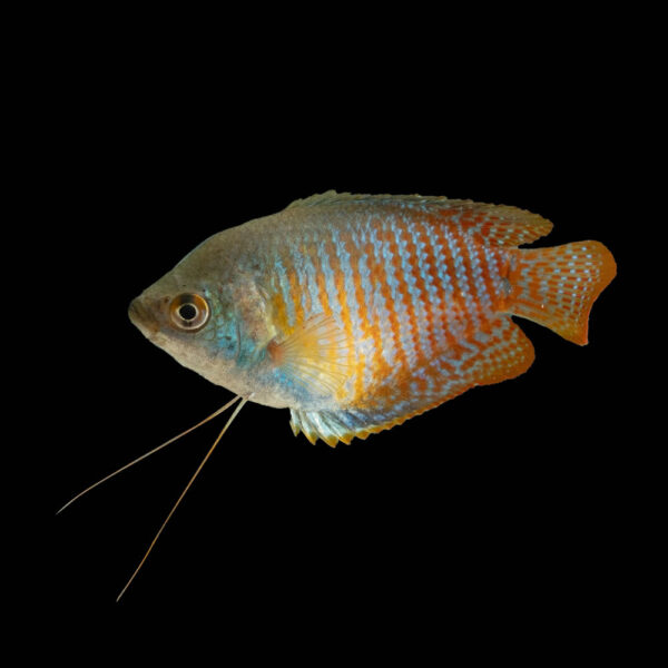 Colisa Lalia