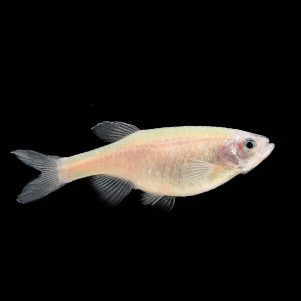 Danio Cebra Albina