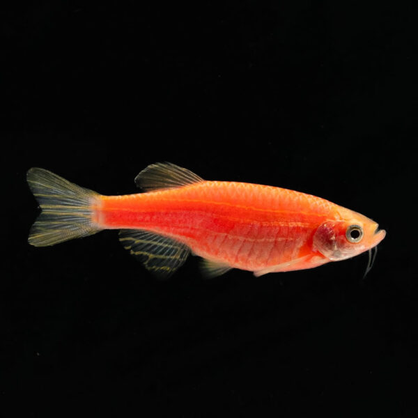 Danio Cebra Fucsia