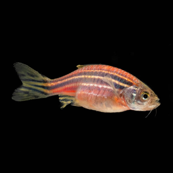 Danio Cebra Roja