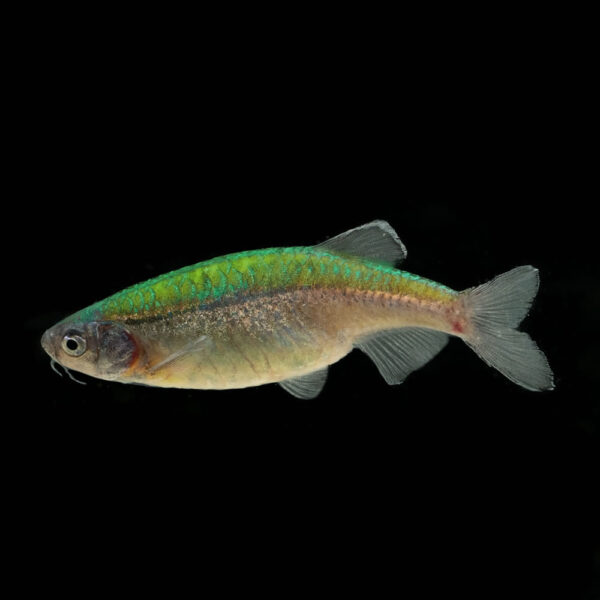 Danio Cebra Verde