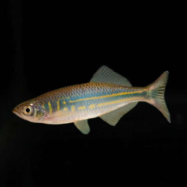 Danio Malabaricus