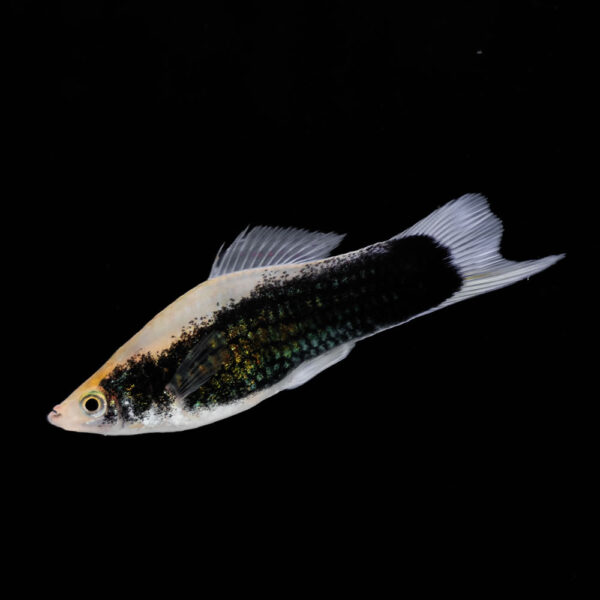 Espada Negro