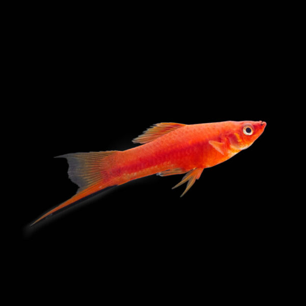 Espada Rojo