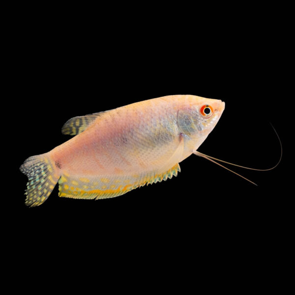Gourami Albino