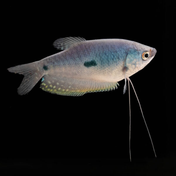 Gourami Azul