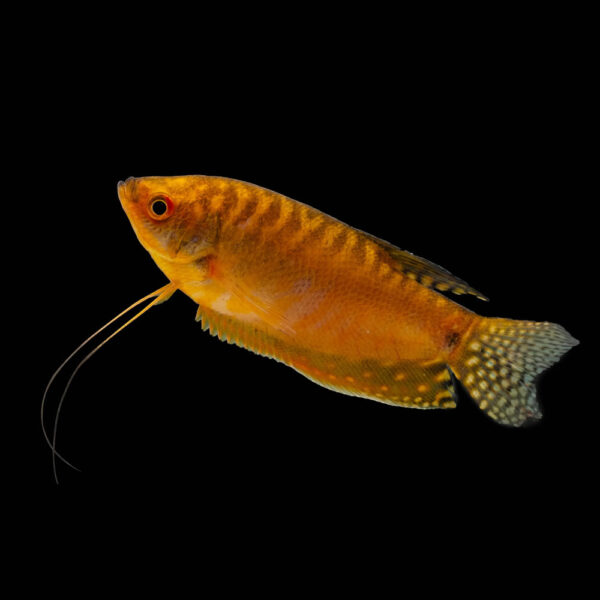Gourami Dorado