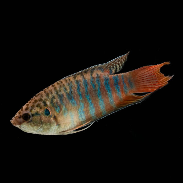 Gourami Paraiso