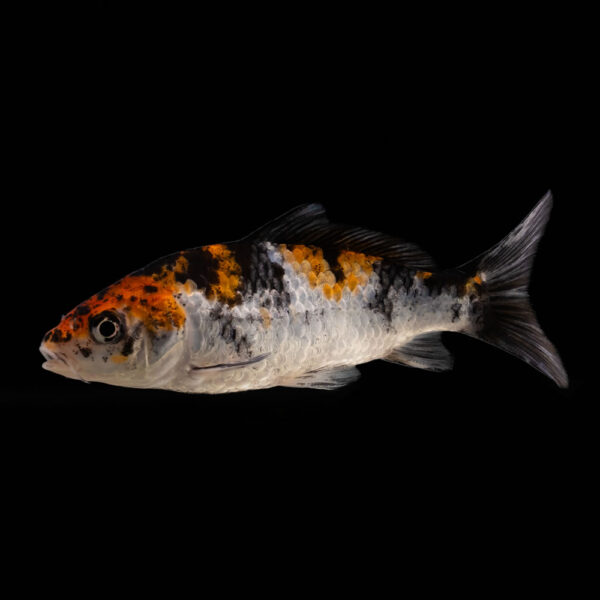Koi Variados