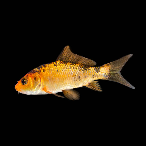 Koi Variados - Image 7