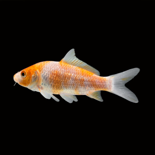 Koi Variados - Image 6