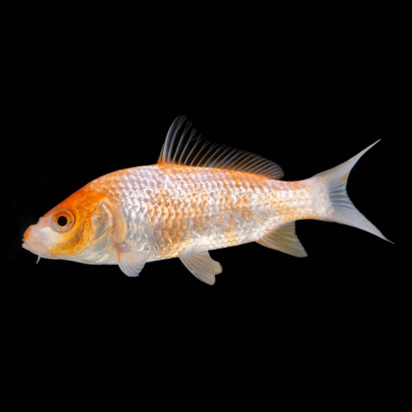 Koi Variados - Image 5