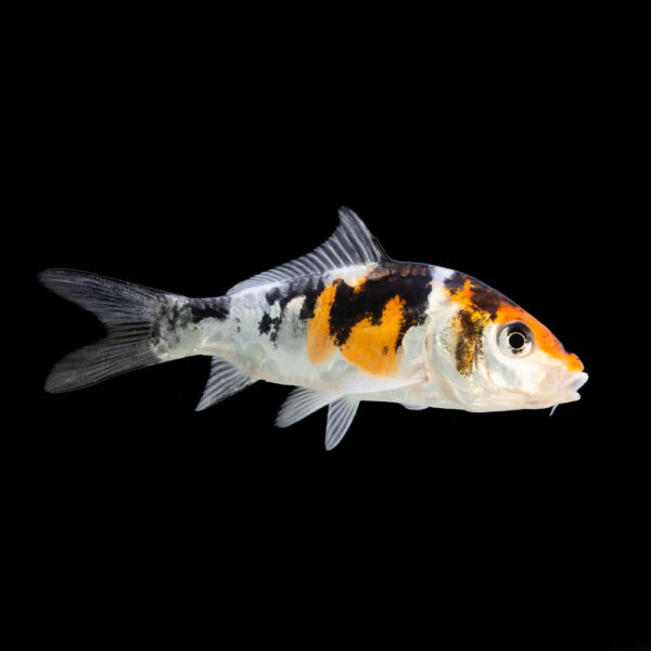 Koi Variados - Image 4