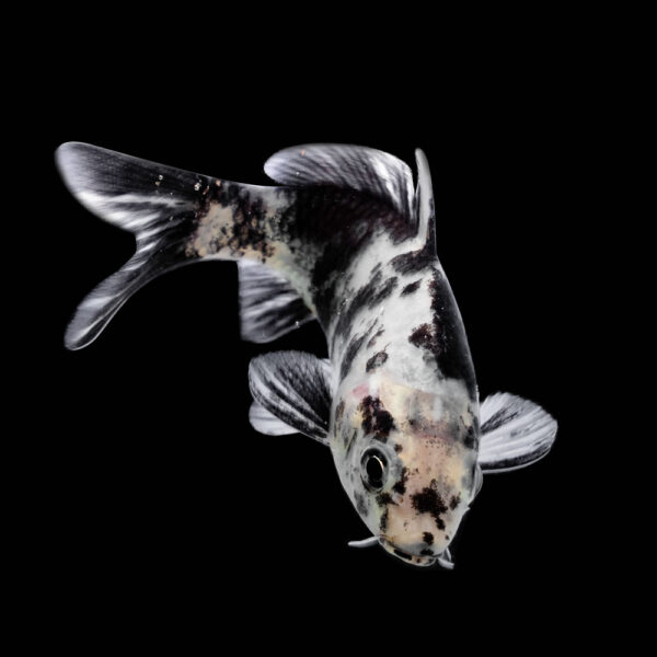 Koi Variados - Image 3