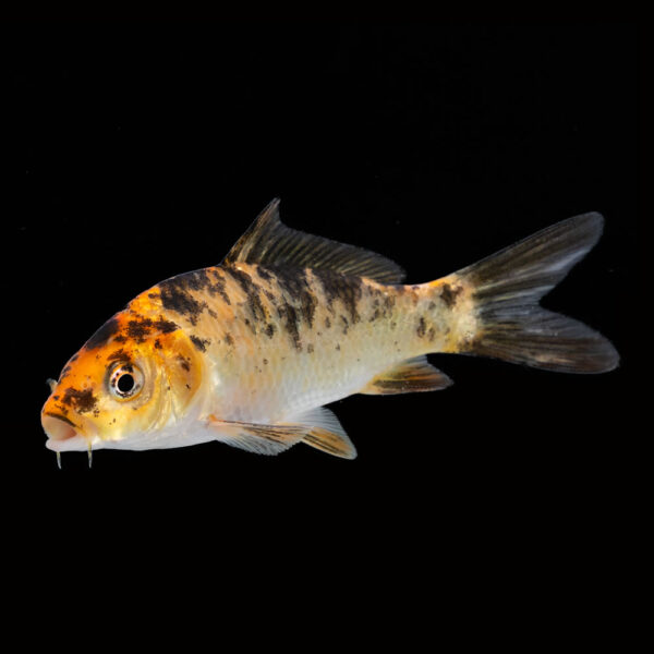 Koi Variados - Image 2