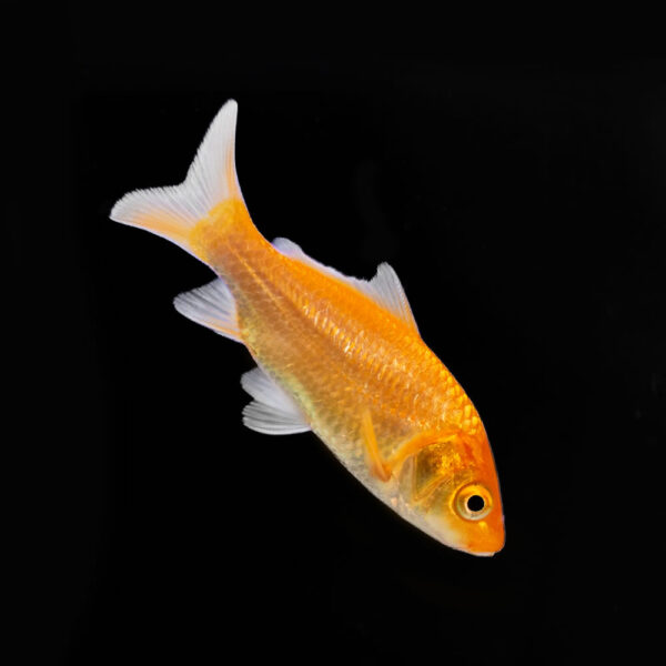 Koi Variados - Image 8
