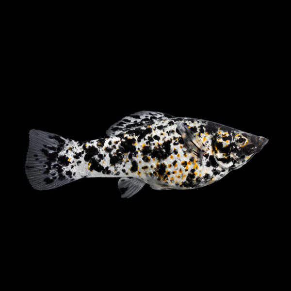 Mollinesia Dalmata
