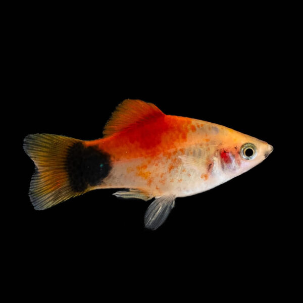 Platy Mickey - Image 2