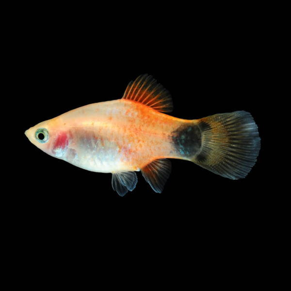 Platy Mickey
