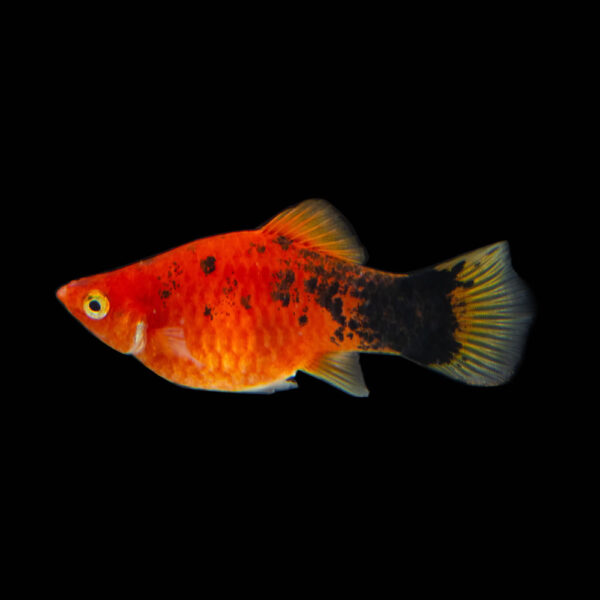 Platy Pimienta